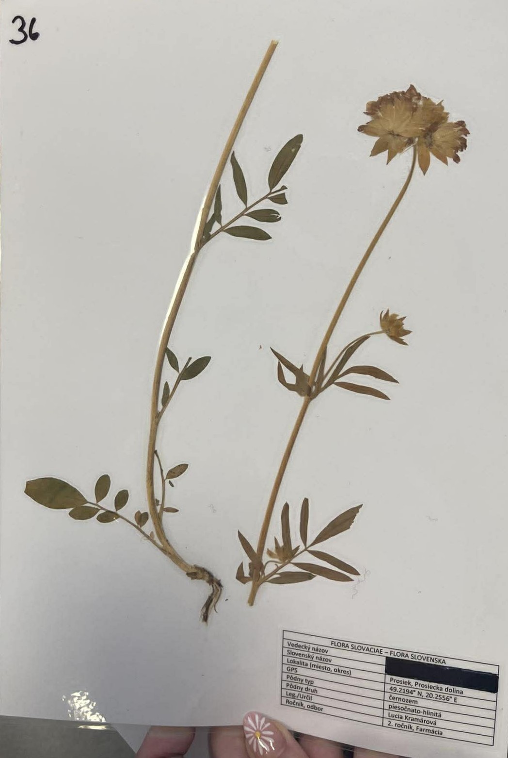 Rastlina Anthyllis vulneraria